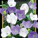 Дзвіночок Карпатський суміш, насіння 0,2 г, фото 3