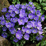 Дзвіночок Карпатський суміш, насіння 0,2 г, фото 5