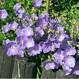 Дзвіночок Карпатський суміш, насіння 0,2 г, фото 2