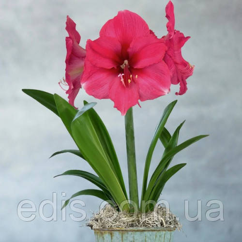 Гіппеаструм простий Pink Surprise (Пінк Сюпрайс)1 цибулина 24/26