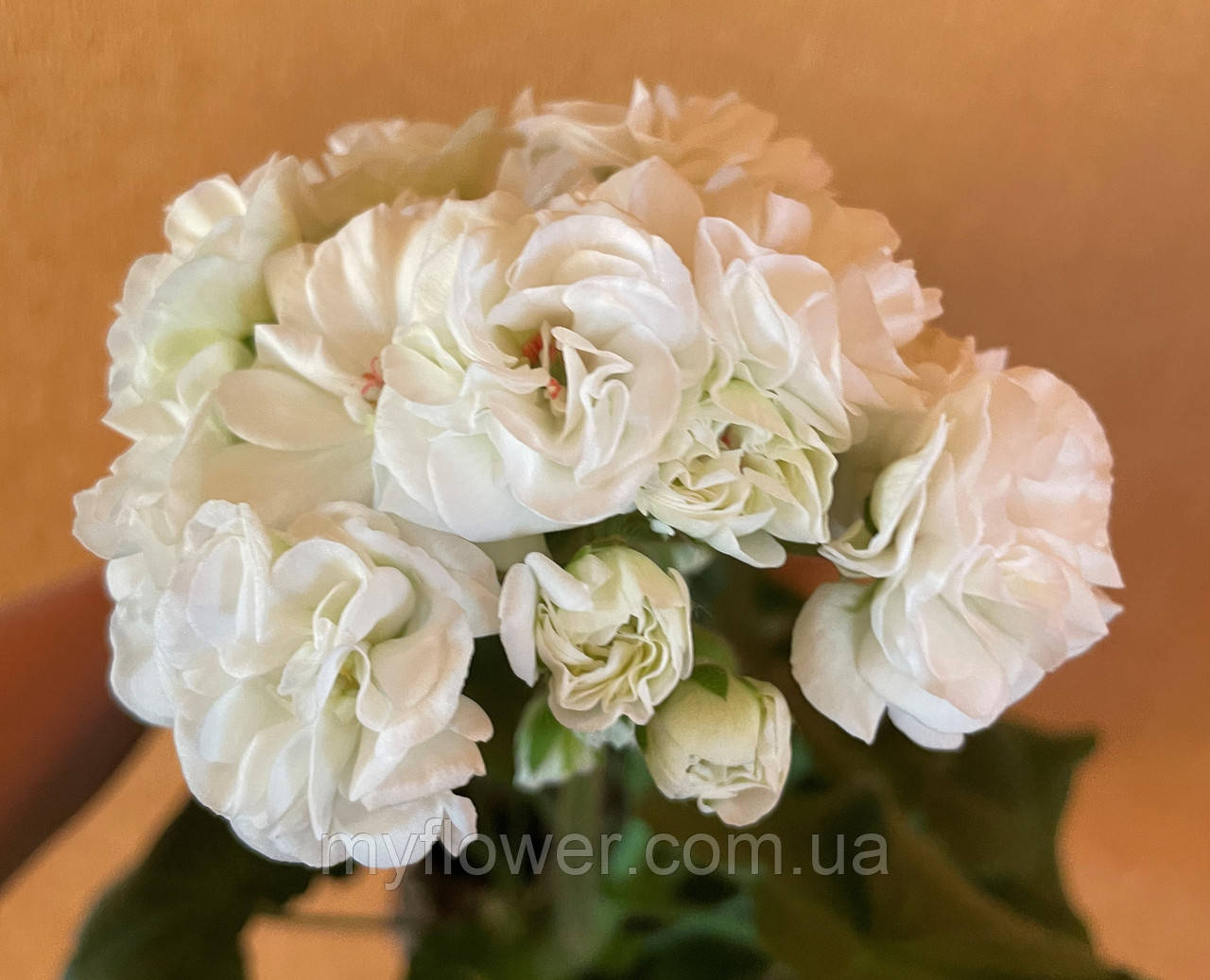 Пеларгонія ОЧ-Madpearl White, фото 1