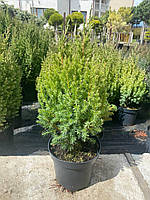 Можжевельник китайский Стрикта (Juniperus chinensis Stricta) 40см