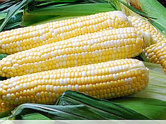 Супер солодка кукурудза Палітра Мнагор 1 000 насінин на 1,8 соток, солодка двоколірна кукурудза (жовта з білим)
