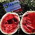 Кримсон Світ / CRIMSON SWEET кавун 500г INNOVA SEEDS (США), фото 3
