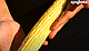 Насіння кукурудзи цукрової БСС 1075 F1, BSS 1075, (біколор),5 000 насінин, Syngenta, фото 7