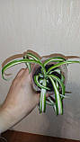 Хлорофитум, фото 2