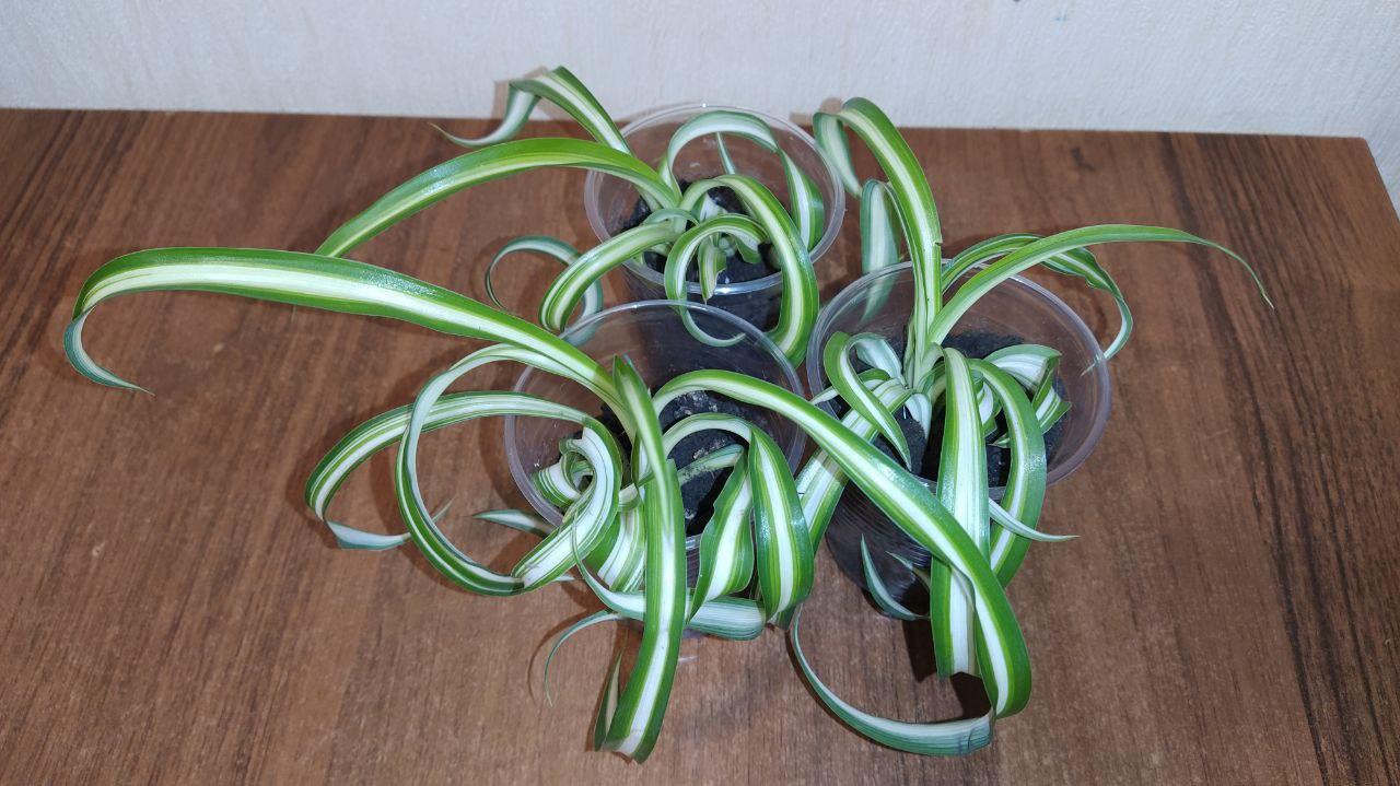 Хлорофитум, фото 1