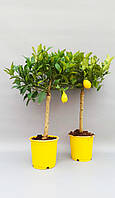 Цитрусова рослина з плодами в горщику Лимон, висота 45 см