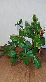 Традесканція білоцвіткова