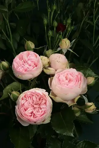 Роза "Чармінг піано" (ID#1817667871), цена: 110 ₴, купить на Prom.ua