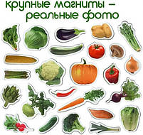 Набіір магніітіів Magdum "Овочіі" ML4031-12 EN, фото 8