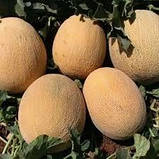 Диня Ананас, насіння 0,5 г, фото 3