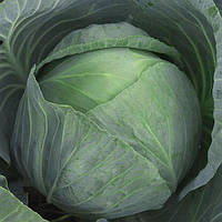 Капуста Агресор F1 Syngenta, насіння 20 шт