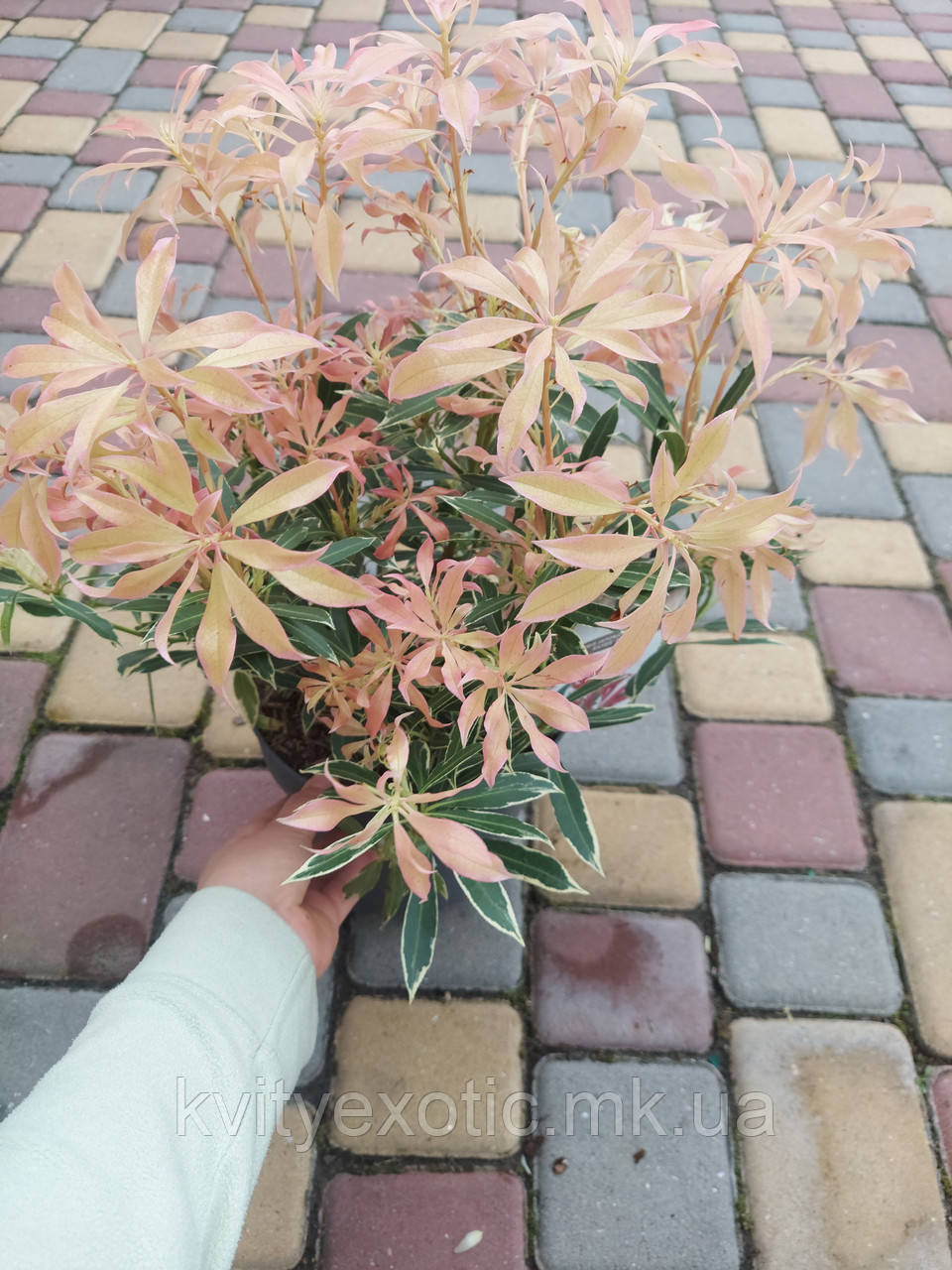 Пієріс "Flaming Silver". Pieris "Flaming Silver". - фото 3 - id-p1325036764