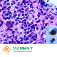 ИФА тест-система IDVet для выявления антител к токсоплазмозу (Toxoplasmosis)