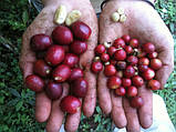 Кава в зернах свіжообсмажена МАРАГОДЖИП арабіка 1 кг Нікарагуа моносорт, фото 7