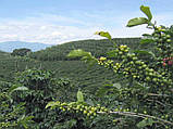Кава в зернах КЕНІЯ, арабіка 250 г Кенія. Свіжообсмажена кава моносорт, фото 6