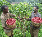 ETHIOPIA YIRGACHEFFE кава мелена ІРГАЧЕФФ Ефіопія арабіка 500 г Свіжообсмажена кава Моносорт, фото 9