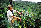Кава в зернах ДЕКОФЕИНО, арабіка 250 г Колумбія. Свіжообсмажена кава моносорт, фото 8