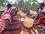 Кава в зернах ЛАЛІБЕЛА, арабіка 500 г Ефіопія. Свіжообсмажена кави, купаж, фото 5