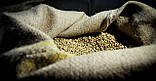 Свіжообсмажена кава в зернах ШОКОЛАД, 250 г. Купаж: арабіка 85%, робуста 15%, фото 7