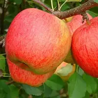 Саджанці яблуніейПІОН РЕНО (дворічний) осіннього терміну дозрівання