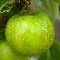 Саджанці яблуні ГРЕНІ СМІТ (дворічний) зимового терміну дозрівання