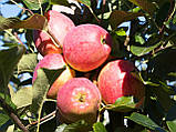 Саджанці яблуні РЕМО (дворічні) пізньо-осінній термін дозрівання, фото 2