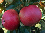 Човники-яблуні ФУДЖІ АЦТЕК зимового терміну (дворічні), фото 2