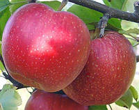 Човники яблуні ФУДЖІ КІКУ 8 (дворічний) зимовий сорт