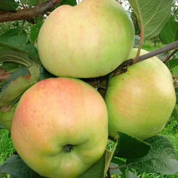 Үштік порно в жопу