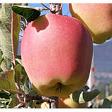 Саджанці яблуні ГОЛД ЧИФ зимового терміну (дворічний), фото 2