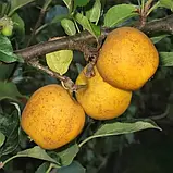 Саджанці яблуні ПІТМАСТОН пізнього строку дозрівання, фото 2