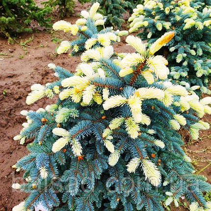 Ялина блакитна Білобок / h 30-40 / Picea pungens Bialobok, фото 4