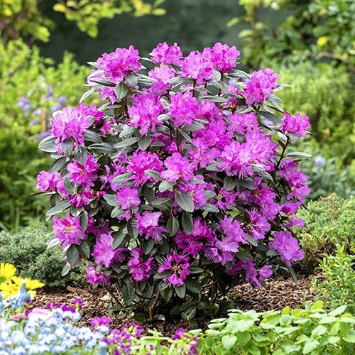 Рододендрон сорт Elite 1 річний, конт. P9