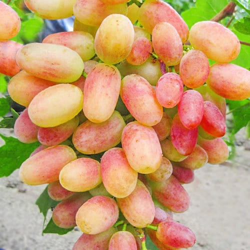 Саджанці винограду сорт Сенсація, напівупакований