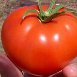 Томат Бобкат F1, насіння 10 шт, фото 3
