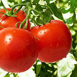 Томат Бобкат F1, насіння 10 шт, фото 4