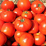 Томат Бобкат F1, насіння 10 шт, фото 2