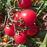 Томат Солероссо F1, насіння 20 шт, фото 3