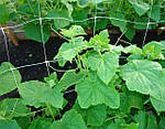Шпалерна сітка (для вирощування огірків, квасолі, квітів)