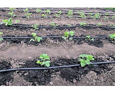 Крапельна стрічка щілинна Grain Drip 7 mill 10 см 1000 м 1.38 л/год, фото 3