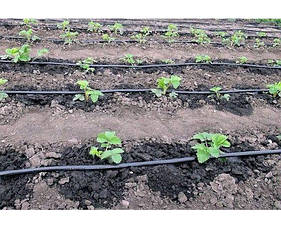 Крапельна стрічка щілинна Grain Drip 6 mill 10 см 3000 м 1.1 л/год, фото 4