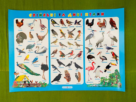 Плакат Свійські та дикі птахи 70*50. Видавництво Підручники і посібники, фото 2