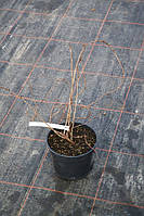 Фотозвіт із розсадника 12.04.2023