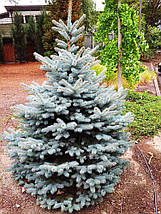 Ялина блакитна Блю Даймонд / h 150-170 / Picea Blue Diamond, фото 2