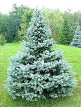 Ялина блакитна Блю Даймонд / h 150-170 / Picea Blue Diamond, фото 3