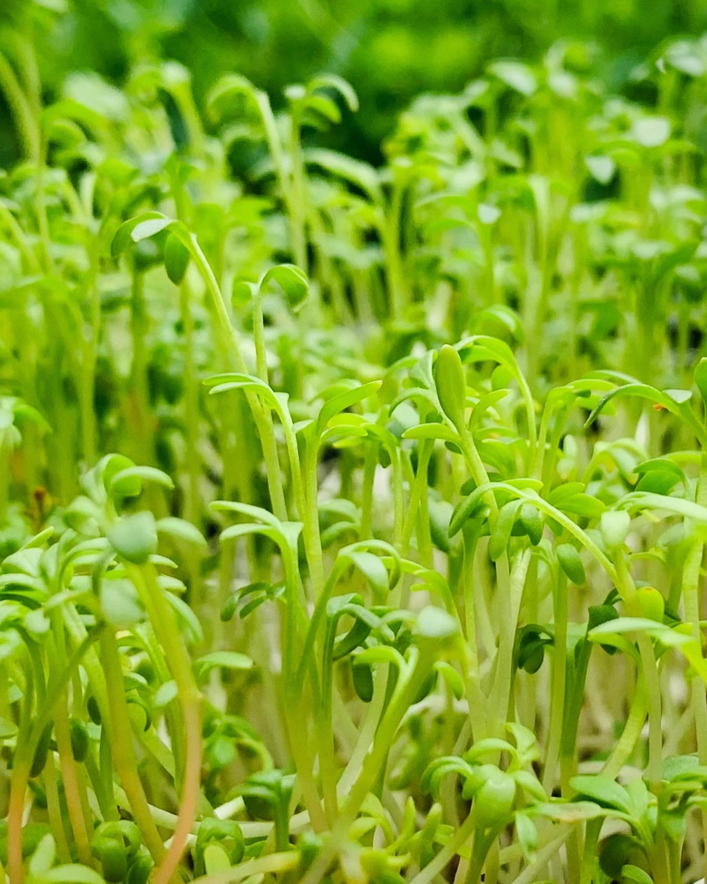 Мікрозелень 14 врожаїв Набір для вирощування мікрозелені MAXI мікрогрін - фото 7 - id-p1765447291