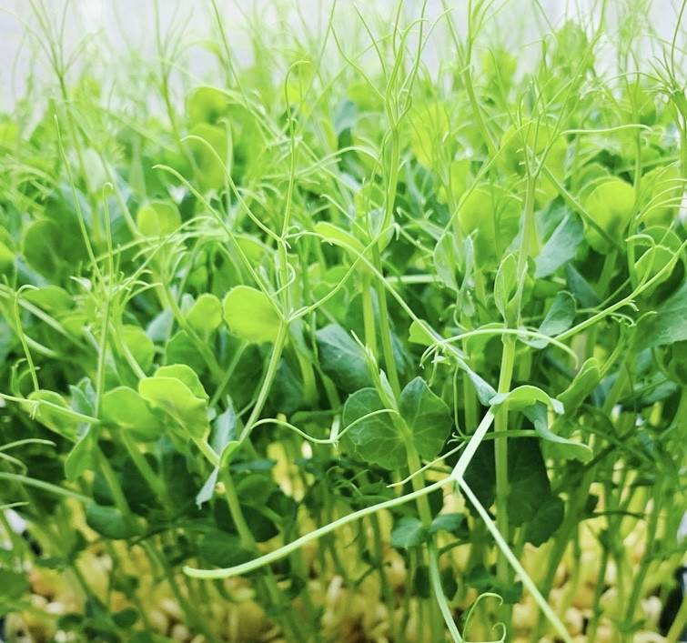 Мікрозелень 14 врожаїв Набір для вирощування мікрозелені MAXI мікрогрін - фото 6 - id-p1765447291