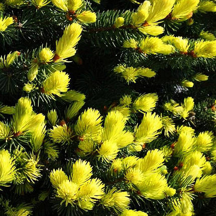Ялина колюча Майголд / С20 / h 40-60 / Picea pungens Maigold, фото 2